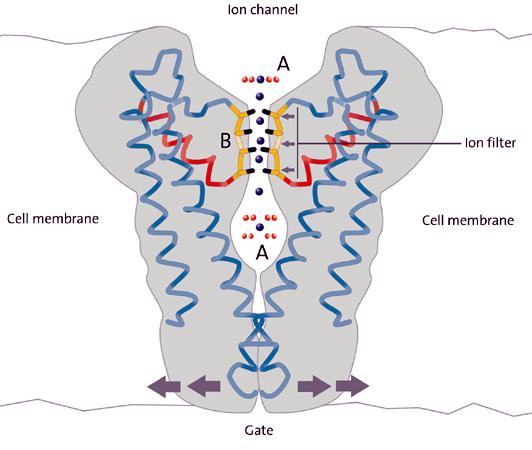 when there exits the necessary voltage across the membrane for the channel to open. Hence, voltage-gated ion channels provide variable resistance to the diffusion of ions across the membrane.