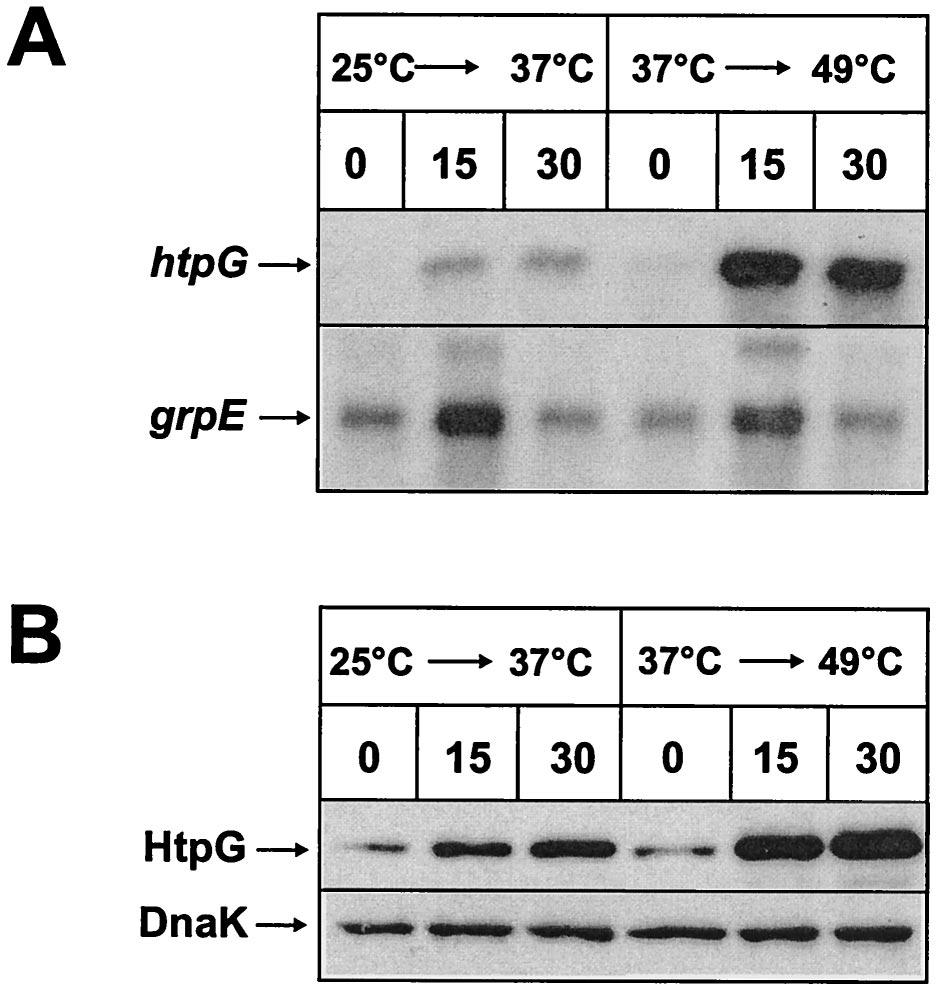 VOL. 185, 2003 REGULATION OF B. SUBTILIS HEAT SHOCK GENE htpg 473 FIG. 5. The heat shock induction factor of htpg is dependent on the absolute temperature. Two cultures of B.