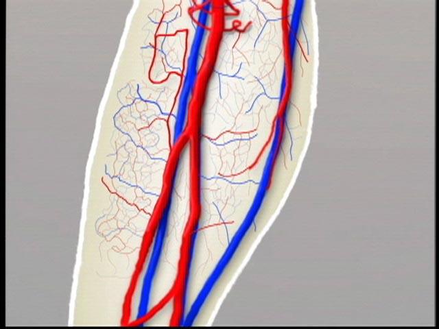 Blood flowing through our body The radius of the aorta is ~ 10 mm and the blood flowing through