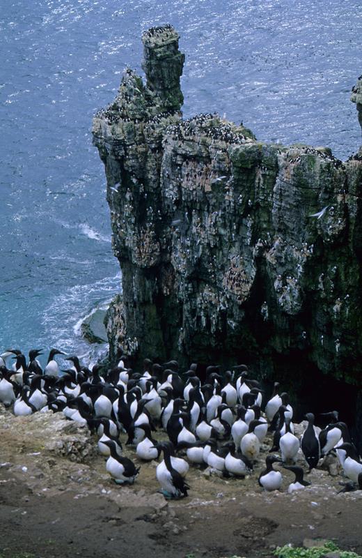 Common Guillemot Breed in subcolonies of different densities Females