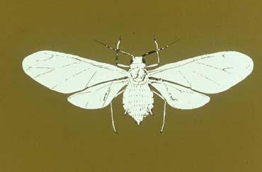 Hemiptera Heteroptera Stink Bug, Plant Bug, Squash Bug, Box elder Bug Gradual metamorphosis (egg, nymph, adult) 2 pairs of wings; 2nd pair is membranous, 1 st pair are "half-wings" wings"-membranous