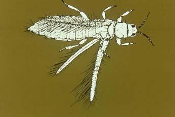 Both adults and nymphs are damaging Immature stages nymphs-- resemble adults but are wingless Adults Moderate to large,