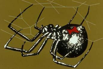 Spiders Acari-