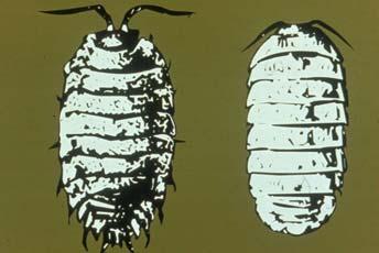 Sowbugs and Pillbugs Pillbugs -