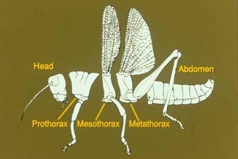 Classification of Insects and their Relatives- cont Insect