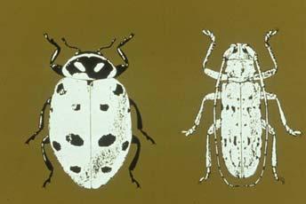 Complete classification system of insects.