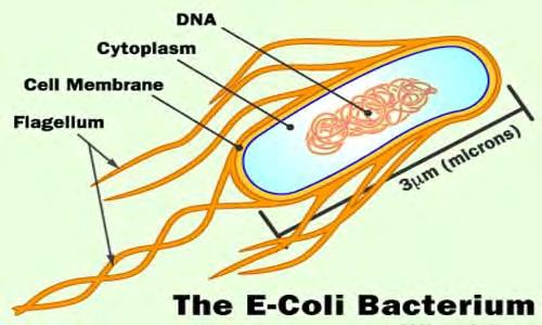 Length of DNA E. coli: a) 1.6 µm b) 1.6 mm c) 1.6 m http://english.globalgujaratnews.