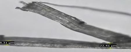 3: Optical Microscopic Image of Kenaf Fibers Along the Length per ASTM D3822 standards, Standard