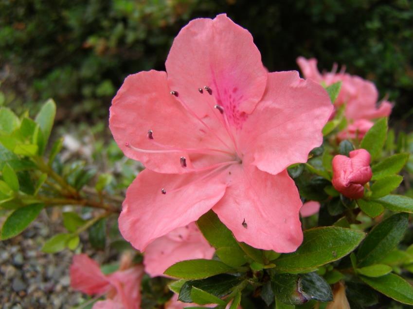 Commonly Grown Rhododendrons by ARHS 2000-2007-2002
