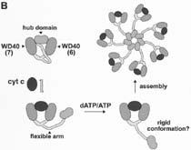 Molecular Details: Apaf/Cytochrome C Aggregate into a 7-Spoke Apoptosome Complex ( Wheel