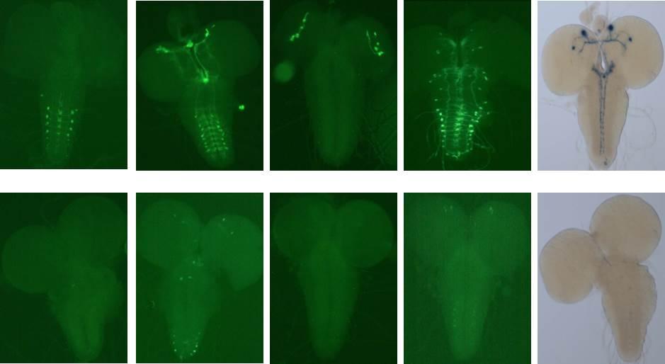 A B C D E F G H I J Figure 8: Images of the schid expression in different tissues using green fluorescence protein.