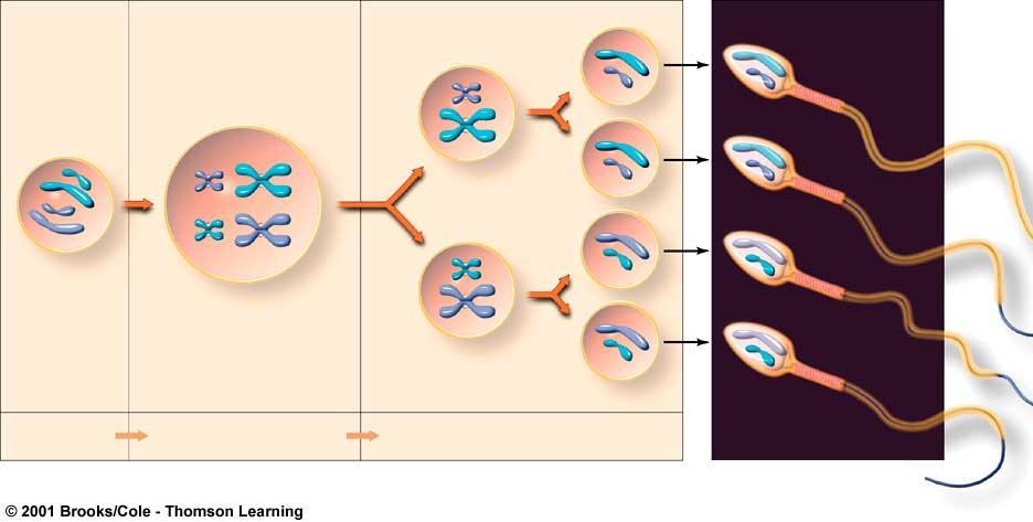 Spermatogenesis secondary spermatocytes (haploid) spermatogonium (diploid male germ cell) primary