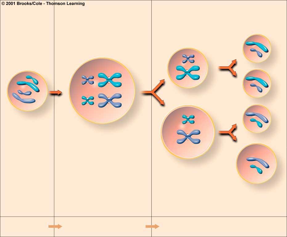 Oogenesis first polar body (haploid) three polar bodies (haploid) oogonium (diploid reproductive cell) primary oocyte