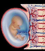 fertilization mitosis + development meiosis egg fertilization mitosis development The value of sexual reproduction Sexual reproduction introduces genetic