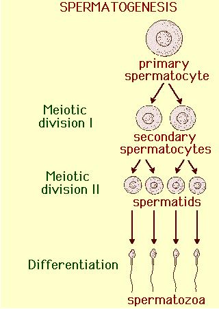 Gamete Development in Males SPERMATOGENESIS Meiosis occurs in