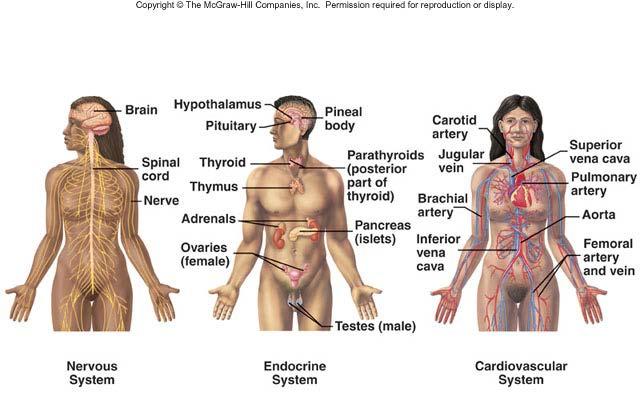 Organ Systems of the Body A major regulatory system that detects sensations and controls movements, physiologic processes and intellectual functions.