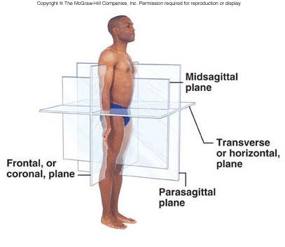 Sagittal Body Planes Midsagittal / Median Parasagittal Frontal or