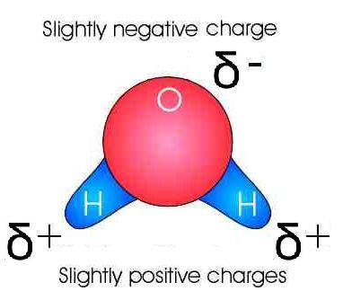 b. By sharing their electrons, they avoid gaining negative charges. 4. Water is a molecule. a. Oxygen has a +8 charge in its nucleus. The two hydrogen atoms have only a +1 charge in their nuclei. b.