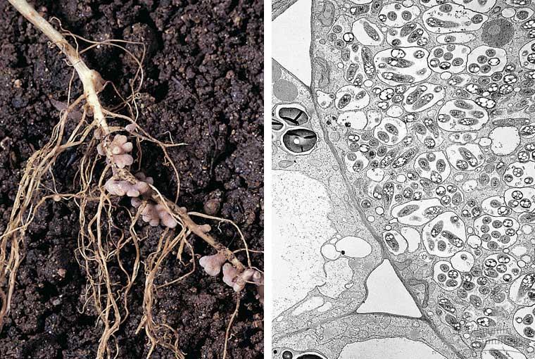 A legume s roots have swellings called nodules, composed of plant cells that contain nitrogen-fixing bacteria of the genus