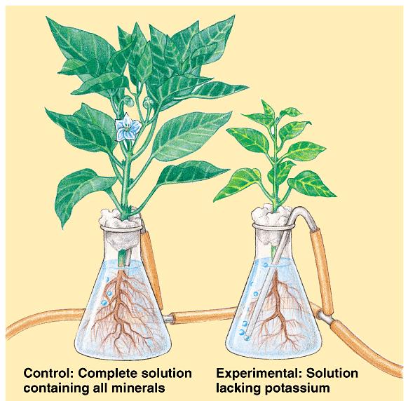Hydroponic culture can determine which mineral elements are actually essential nutrients. Plants are grown in solutions of various minerals dissolved in known concentrations.