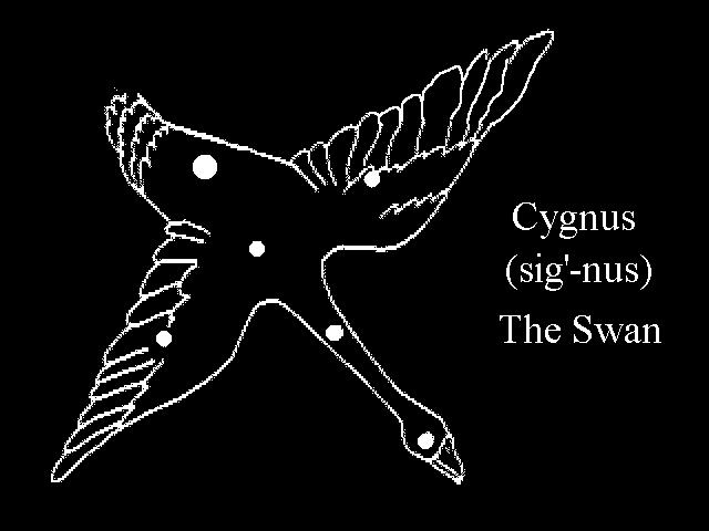 Cygnus Cygnus is the swan. The brightest star in Cygnus, Deneb, is about 1600 light years distant from earth. If Deneb was as close to us as the nearest star, Proxima Centauri (4.
