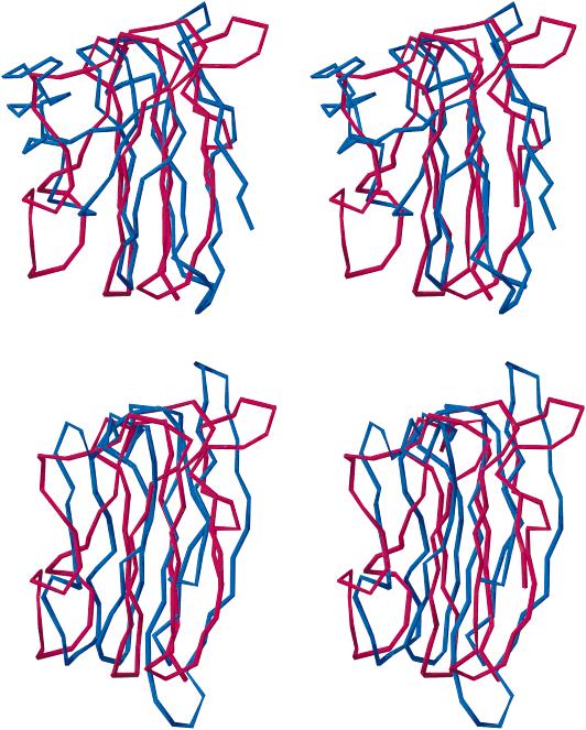 IMPROVEMENT OF THREADING-BASED PROTEIN MODELS 605 Fig. 8. Stereo drawings of the two models of plastocyanin (in red) superimposed onto crystallographic structure 2pcy (in green).