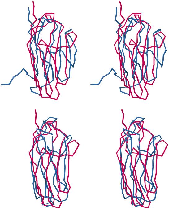 IMPROVEMENT OF THREADING-BASED PROTEIN MODELS 607 Fig. 10. Stereo drawings of the two models of telokin (in red) superimposed onto crystallographic structure 1tlk (in green).