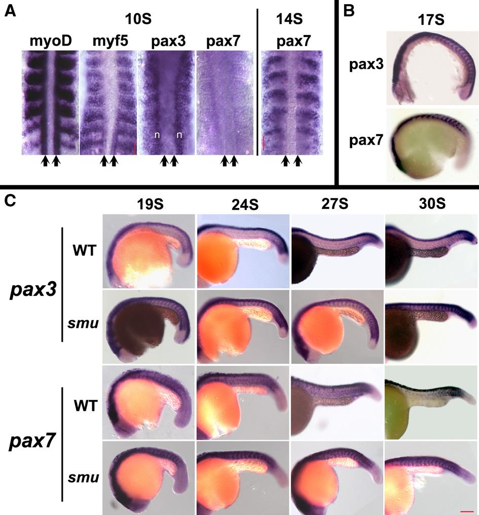 X. Feng et al. / Developmental Biology 300 (2006) 736 746 739 Fig. 1. Hedgehog signaling down-regulates pax3/7 expression after the 19-somite stage.