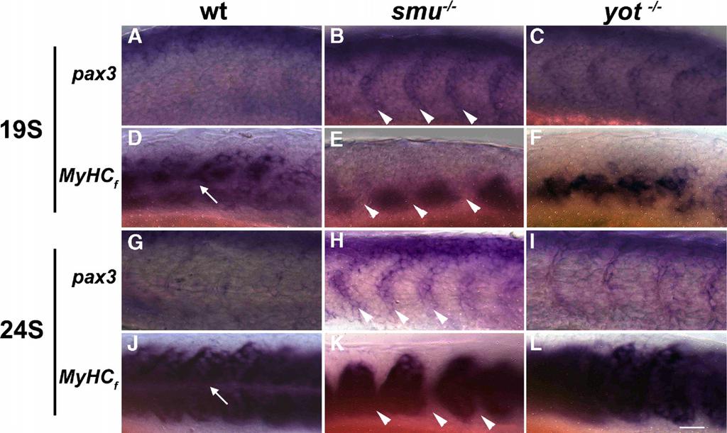 By the 19-somite stage (A F), when pax3 expression in somite anterior cells is down-regulated in wild-type embryos (A), expression of MyHC f begins to span the full anterior posterior extent of the