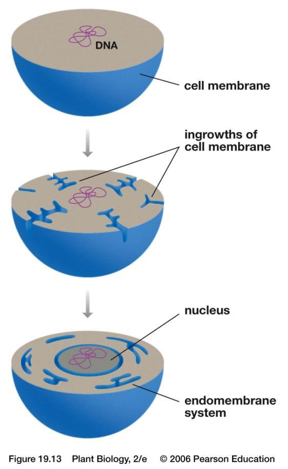 The eukaryotic nucleus and endomembrane system are thought to