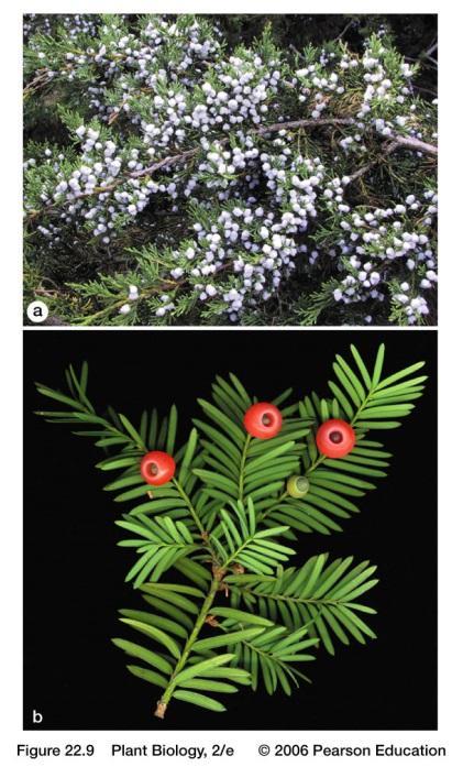 Gymnosperms Key innovations in the evolution of land plants were pollen