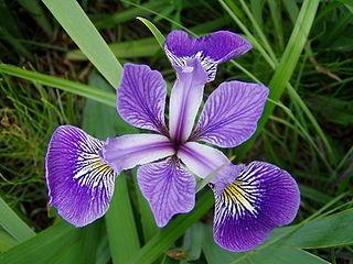 of Iris flowers