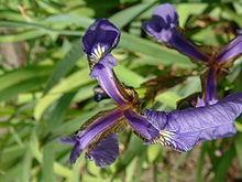 versicolor Iris