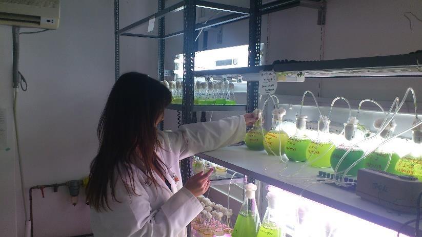 Methodology-Culture Phytoplankton Cultivation photoperiod 12:12 h L: D light intensity 1 klux batch cultures Temperature 21 ± 1 C, Harvesting at the exponential phase Salinity 25 Rotifer rearing