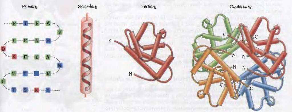 2 Primary: Amino acid linear sequence. Secondary: α-helices and β-strands.