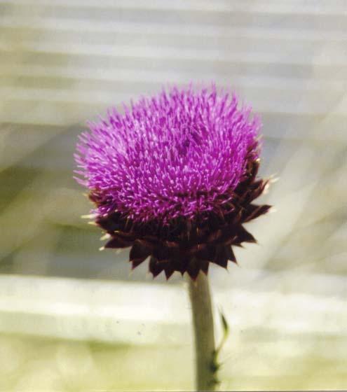 Musk Thistle A biennial. Reproduces only from seed. Produces up to 20,000 seeds per plant.