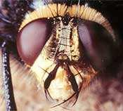 SENSORY SYSTEMS Arthropods ( insects, centipedes,...) They have eyesight.
