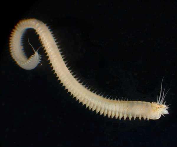 ANNELIDS They are usually called worms. Their body is soft long, made of rings or segments.