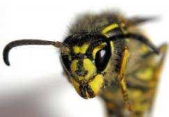 Insects An insect has a pair of antennae on its head a