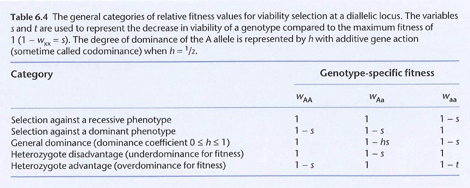 Special Cases v additive fitness (Box 7.4) v genic selection (Box 7.5) w Aa = w AA s aa = 2s Aa!