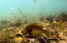 Bluegill Male: Males form nest sites of 50 to 100 males.