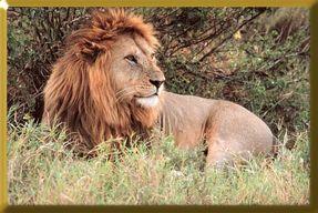 Male lions will often cooperate in ousting resident males from a pride, or in defending a