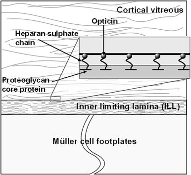 Boundary conditions Diagram representing the postbasal vitreoretinal junction. Weakening of the adhesion at this interface predisposes to posterior vitreous detachment.