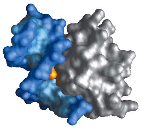 is shown in red and orange. DNA is blue.