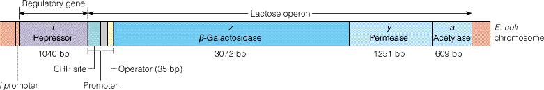 Structure of the lactose (lac) operon (structural genes + regulatory elements) Fig.