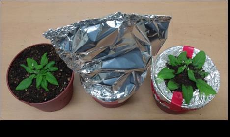 Fig. S10. Plant growth under soil light block conditions. Plants were grown in soil under LDs.