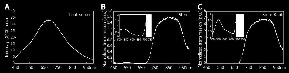 Intensity of light source was measured in a range from 450 nm to 1000 nm for the normalization of transmitted light through stem and stem-root segments. a.u., arbitrary unit.