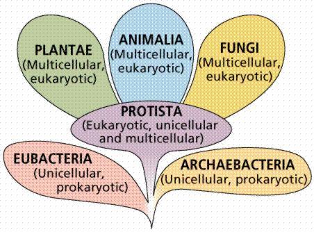 Bacteria, Protists, Fungi,
