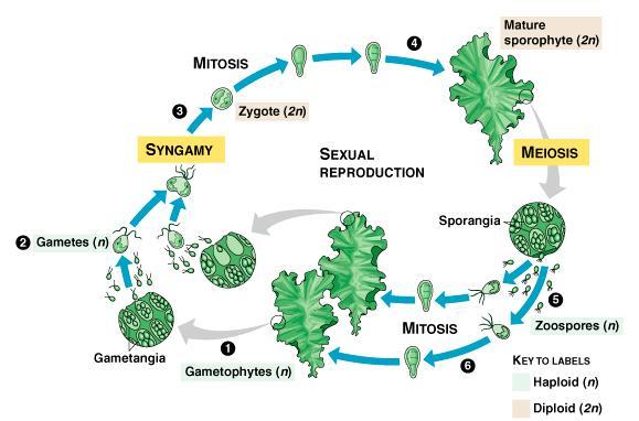 Ulva Life Cycle isomorphic alternation of generations green algae Chlorophyta Haploid gametes produced