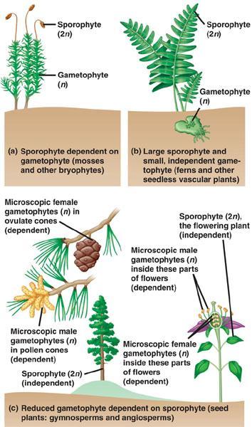 Sporophytes &